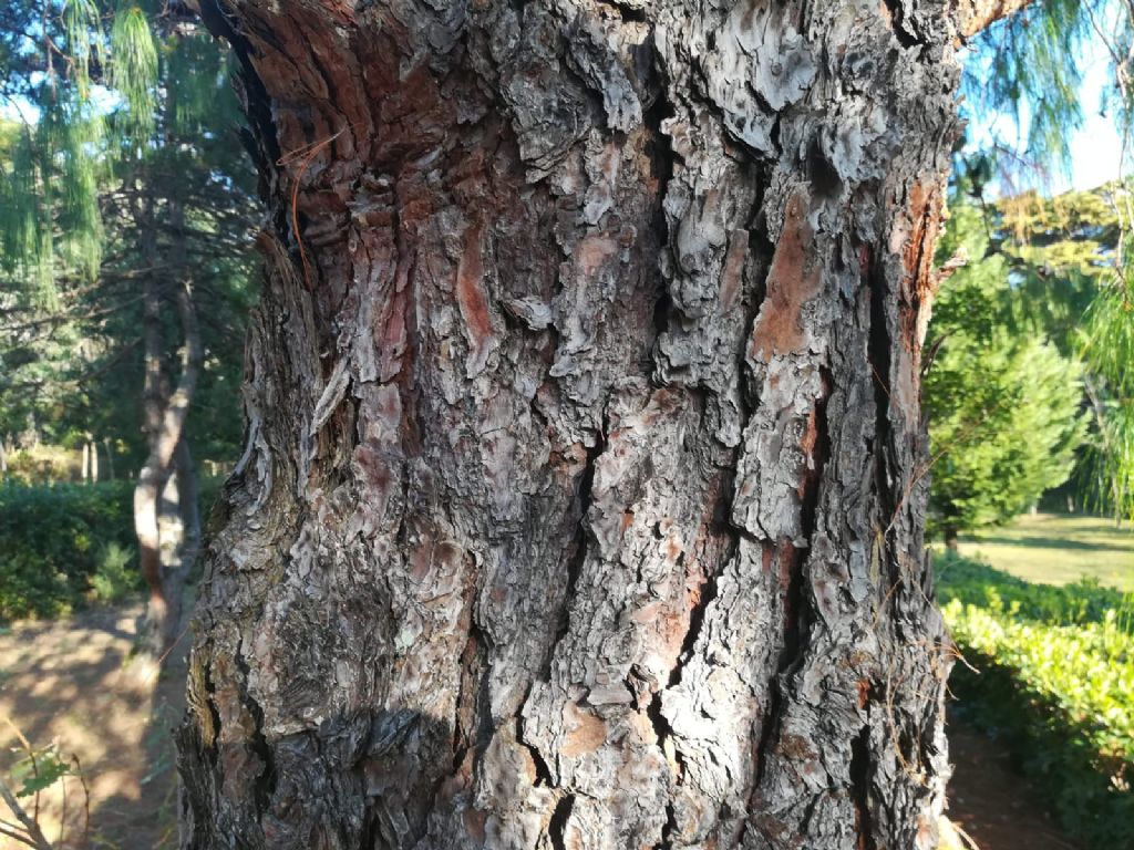 Pinus??
